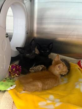Asiago -  Domestic Short Hair Cat for Adoption in Cape Coral, Florida - Asiago | PetCurious