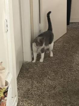 Mittens -  Domestic Short Hair Cat for Adoption in El Paso, Texas - Mittens | PetCurious