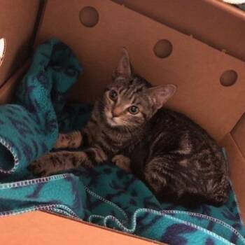 Renesmee -  Domestic Short Hair Cat for Adoption - Renesmee | PetCurious