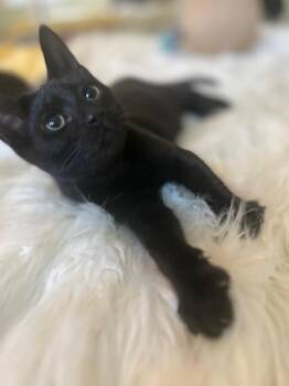 Rescue Domestic Short Hair Cats for Adoption in Salt Point, New York - Lefty | PetCurious
