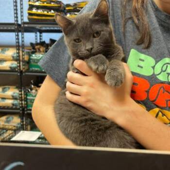 Domestic Short Hair Cats Available for Adoption - Sesame C11017 | PetCurious