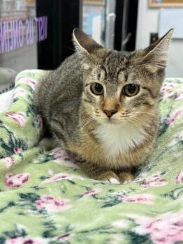 Bailey -  Domestic Short Hair and Tabby Cat for Adoption in St. Cloud, Florida - Bailey | PetCurious