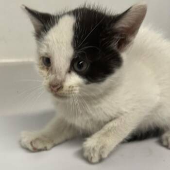 Alexa Demie -  Domestic Medium Hair Cat for Adoption in St. Louis, Missouri - Alexa Demie | PetCurious