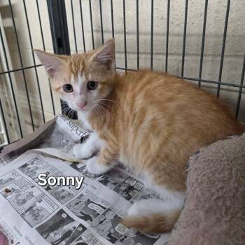 Sonny -  Domestic Short Hair Cat for Adoption in Madison, Wisconsin - Sonny | PetCurious