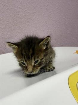 61092921 -  Domestic Medium Hair Cat Available for Adoption in El Paso, Texas - 61092921 | PetCurious