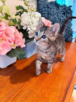Geneva -  Tabby Cat for Adoption in Saginaw, Michigan - Geneva | PetCurious