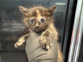 A1922101 -  Domestic Medium Hair Cat for Adoption in Thousand Palms, California - A1922101 | PetCurious