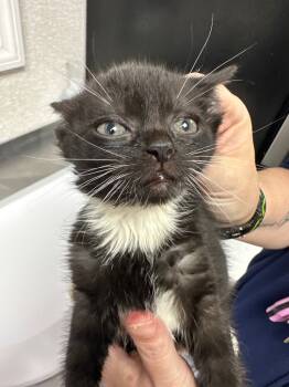 Rescue Domestic Short Hair Cats for Adoption in Pomona, New York - Lida | PetCurious