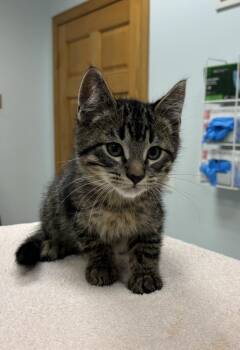 Dixon -  Domestic Short Hair Cat for Adoption in Saint Paul, Minnesota - Dixon | PetCurious