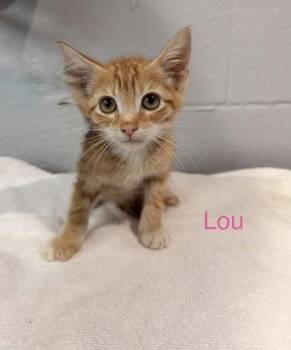 Lou -  Domestic Short Hair Cat for Adoption in Fort Worth, Texas - Lou | PetCurious