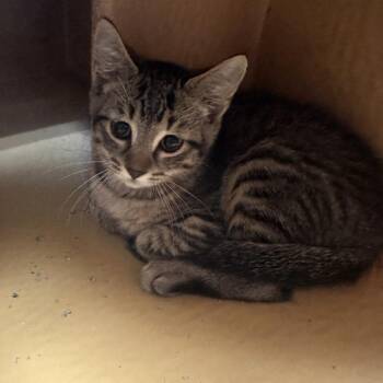 Campfire -  Domestic Short Hair Cat for Adoption in Columbia, Missouri - Campfire | PetCurious