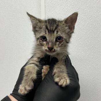 Daredevil -  Domestic Short Hair Cat for Adoption in Abilene, Texas - Daredevil | PetCurious