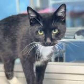 Rescue Domestic Short Hair Cats for Adoption in Portsmouth, Ohio - Ally | PetCurious