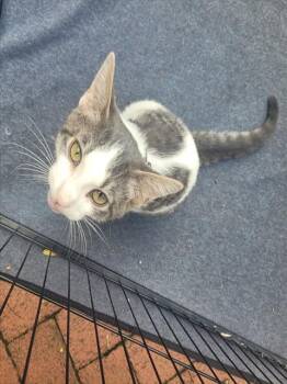 Rescue Domestic Short Hair Cats for Adoption in Westminster, Maryland - DAFFY DUCK | PetCurious