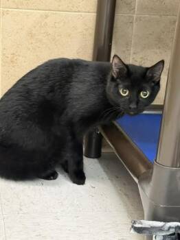 Blanket -  Domestic Short Hair Cat for Adoption in Hobbs, New Mexico - Blanket | PetCurious