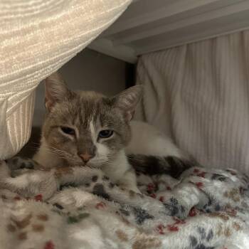 Domestic Short Hair Cats Available for Adoption - Mystery | PetCurious