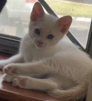 Bello -  Domestic Short Hair Cat for Adoption in South Pasadena, California - Bello | PetCurious