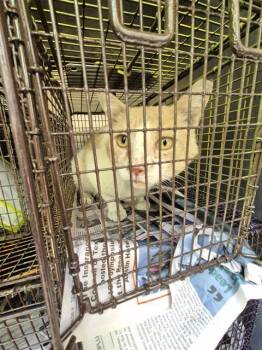 TIMOTHY -  Domestic Short Hair Cat for Adoption in San Antonio, Texas - TIMOTHY | PetCurious