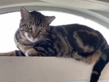 Rescue Domestic Short Hair Cats for Adoption in Washington, North Carolina - Mocha | PetCurious