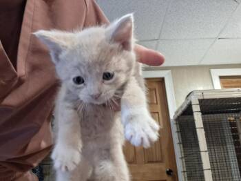 Pastrami G. -  Domestic Short Hair Cat for Adoption in West Peoria, Illinois - Pastrami G. | PetCurious