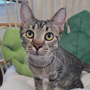 Konnichiwa -  Domestic Short Hair Cat Available for Adoption in Nashville, Tennessee - Konnichiwa | PetCurious