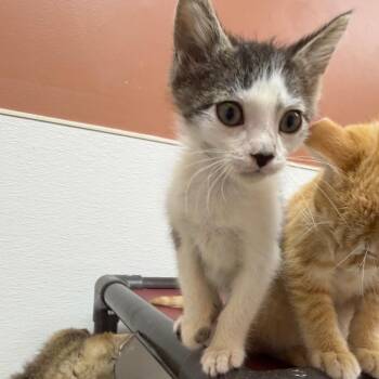 Tomfoolery -  Domestic Short Hair Cat for Adoption in Detroit Lakes, Minnesota - Tomfoolery | PetCurious