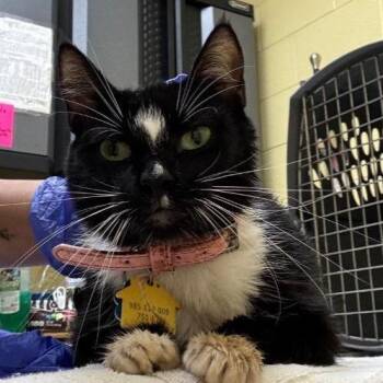 Maisy -  Domestic Short Hair Cat for Adoption in New York, New York - Maisy | PetCurious