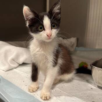 Squeak -  Domestic Short Hair Cat for Adoption in Smithville, Tennessee - Squeak | PetCurious