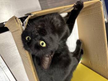 Domestic Short Hair Cats Available for Adoption - Stormy | PetCurious