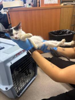 A142836 -  Domestic Short Hair Cat for Adoption in Burbank, California - A142836 | PetCurious