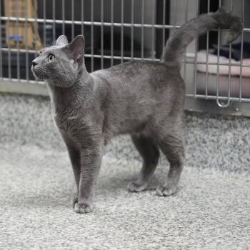 Domestic Short Hair Cats Available for Adoption in Falls Church, Virginia - Token | PetCurious