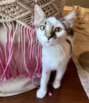 Zane -  Domestic Short Hair Cat for Adoption in Austin, Texas - Zane | PetCurious