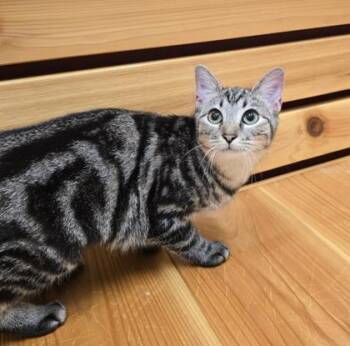 Rescue Domestic Short Hair Cats for Adoption in Woodstock, Illinois - Opie | PetCurious