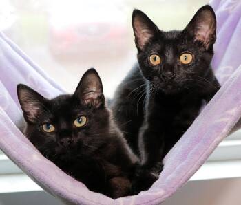 Wink and Wisp -  Domestic Short Hair Cat for Adoption in Cincinnati, Ohio - Wink And Wisp | PetCurious