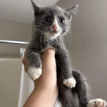 Ytterboe -  Domestic Short Hair Cat for Adoption in Buffalo, Minnesota - Ytterboe | PetCurious