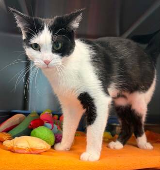 Kricket -  Domestic Short Hair Cat for Adoption in Lincoln, Michigan - Kricket | PetCurious