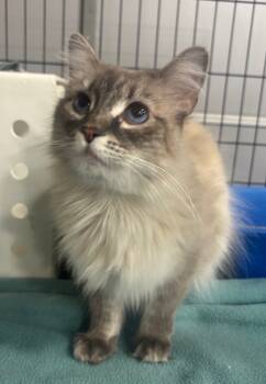 Rescue Birman Cats for Adoption in Corp Christi, Texas - Pica | PetCurious