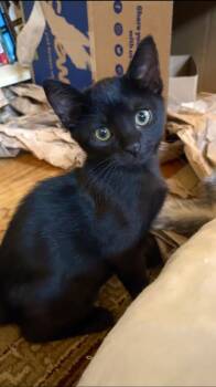 Rescue Domestic Short Hair Cats for Adoption in Los Angeles, California - Bagheera (GS & CF) | PetCurious