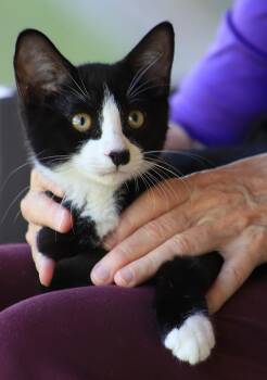 Domestic Medium Hair Cats Available for Adoption in North Fort Myers, Florida - McQuade | PetCurious