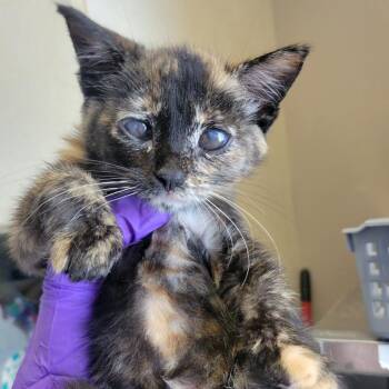 Asian Countries 3 -  Domestic Short Hair Cat for Adoption in Westminster, California - Asian Countries 3 | PetCurious