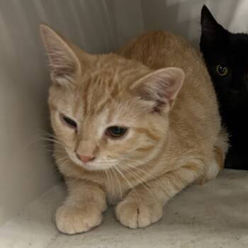 Rescue Domestic Short Hair Cats for Adoption in Carlyle, Illinois - ACON-Stray-11036 | PetCurious