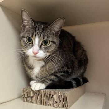 Domestic Short Hair Cats Available for Adoption - Limestone | PetCurious
