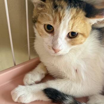 Lucy -  Domestic Short Hair Cat for Adoption in Midland, Texas - Lucy | PetCurious