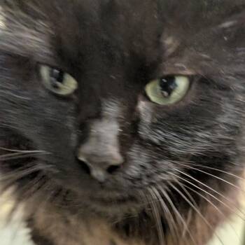 Domestic Medium Hair Cats Available for Adoption - Pumpernickel | PetCurious