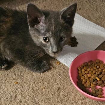 Piper -  Domestic Short Hair Cat for Adoption in Carroll, Iowa - Piper | PetCurious