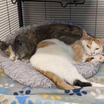 Peaches and Pebbles -  Domestic Short Hair Cat for Adoption in Lewis Center, Ohio - Peaches And Pebbles | PetCurious