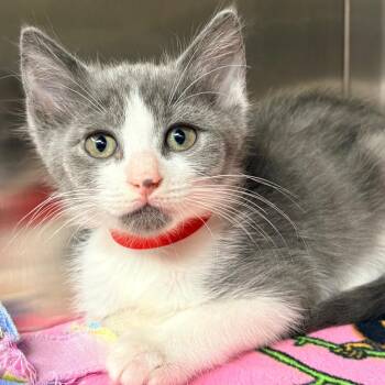 Domestic Short Hair Cats Available for Adoption in West Palm Beach, Florida - Polly | PetCurious