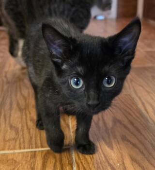 Scrat -  Domestic Short Hair Cat for Adoption in Evergreen, Colorado - Scrat | PetCurious