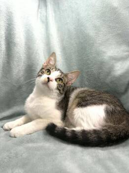Domestic Short Hair Cats Available for Adoption in Tavares, Florida - Romeo | PetCurious