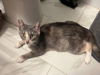 Gracie -  Domestic Short Hair Cat Available for Adoption in Darien, Georgia - Gracie | PetCurious
